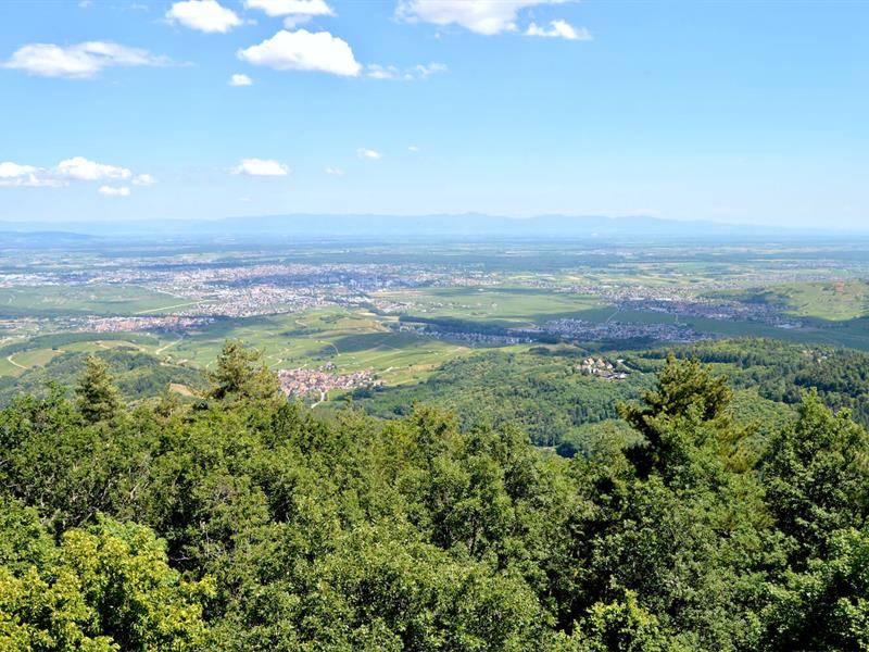 Randonnée : Circuit rando - d'Ammerschwihr au sommet du Galtz