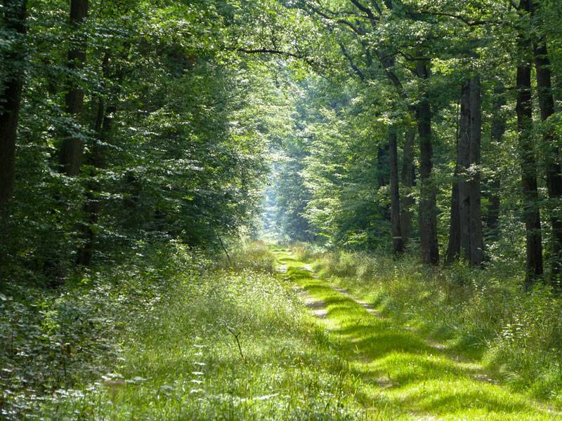 Randonnée : La forêt de Choussy