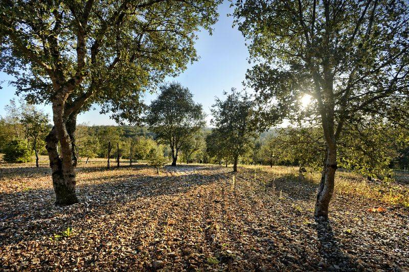 Randonnée : Autour de la truffe à Mareuil