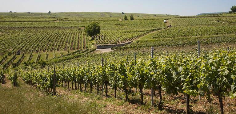 Randonnée : Circuit Vignoble du Bildstoeckle