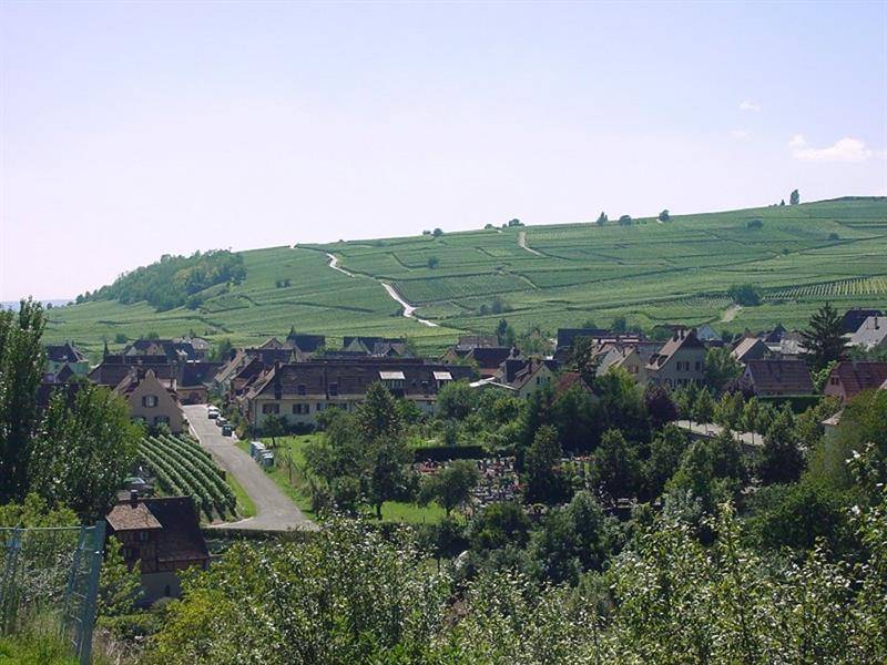 Randonnée : Sentier viticole des Grands Crus - Mittelwihr