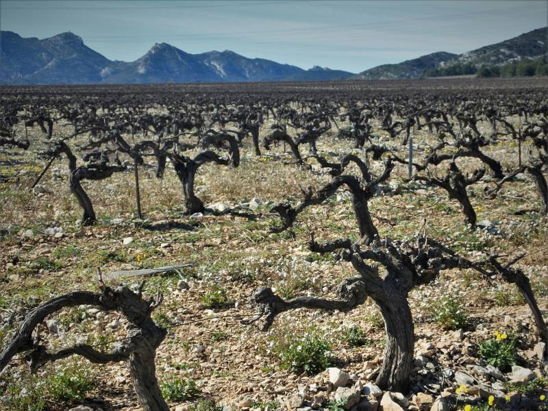 Randonnée : Le vignoble des Alpilles, rêve antique (Circuit 3 / Est)