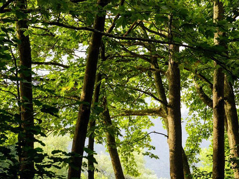 Randonnée : Circuit de la croix du chêne - bois de la côte