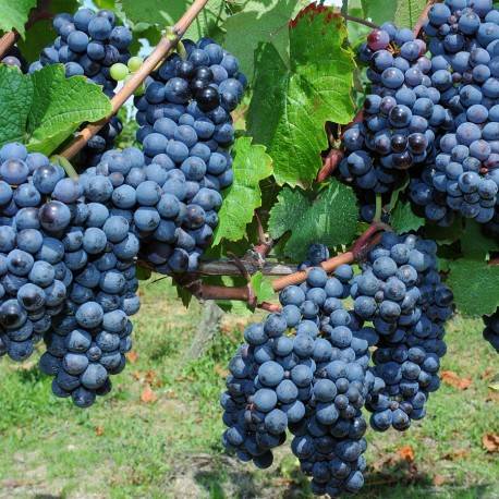 Randonnée : Terre de vignobles - Bouillé Saint-Paul
