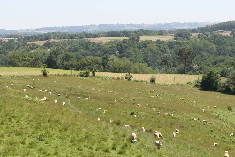 Randonnée : A Peyre, circuit par monts et par vaux
