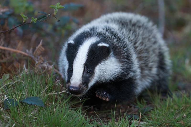 Randonnée : A l'affût de la faune sauvage, de Paussac à la Vallée du Boulou