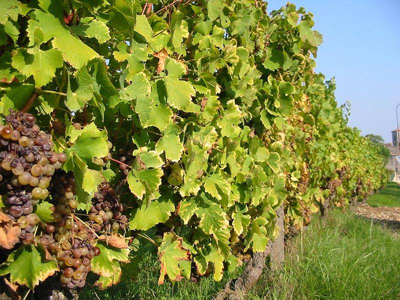 Randonnée : Boucle de Rouffignac de Sigoulès