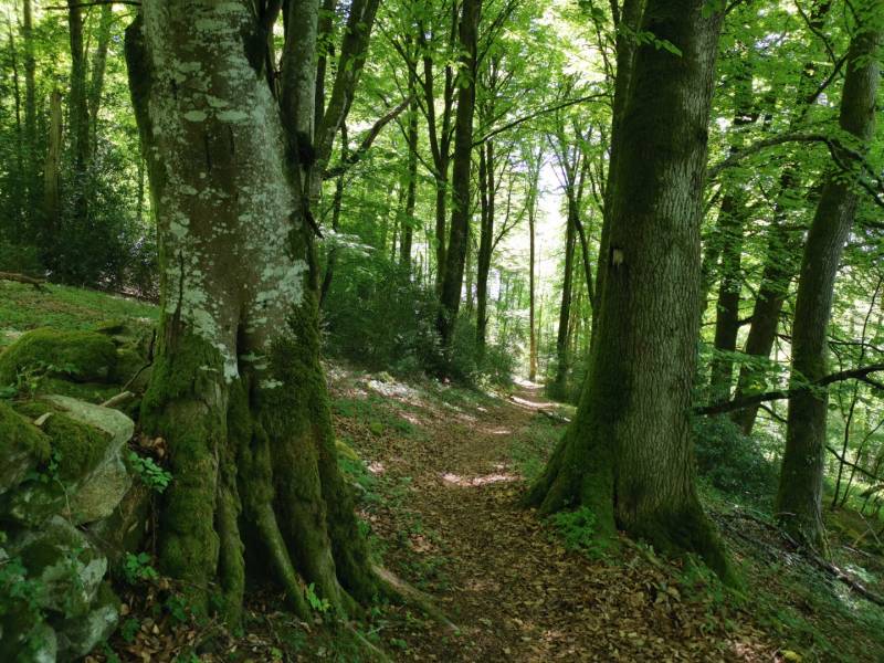 Randonnée : Circuit Pédestre N°30 CC : "Balade près des sources de la Gartempe"