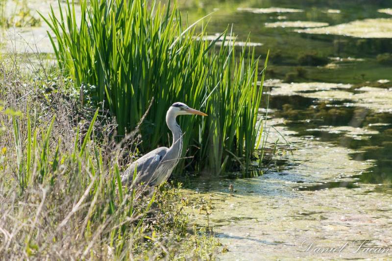 Randonnée : Boucle du Lac - Bergerac