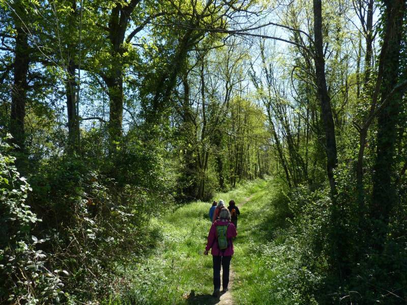 Randonnée : Lalonquette : les coteaux du Gabas