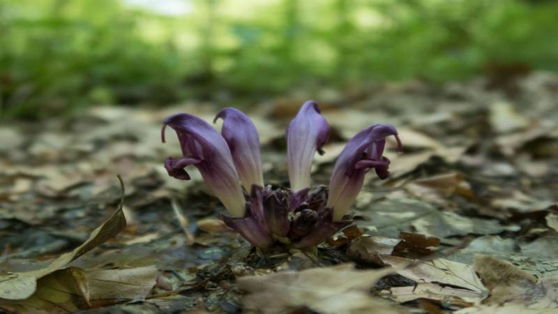 Randonnée : N°83 Sentier Karstique