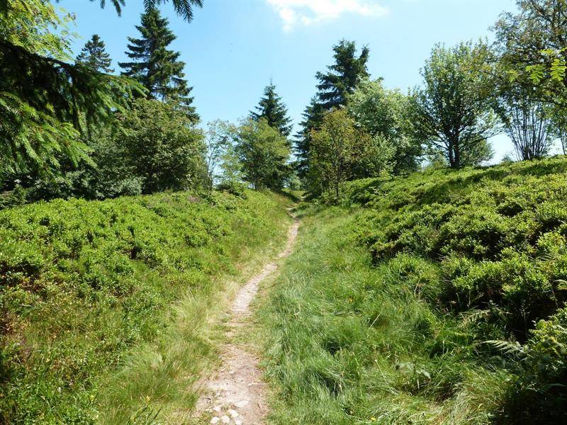 Randonnée : Circuit rando CDF07 : Les Myrtilles
