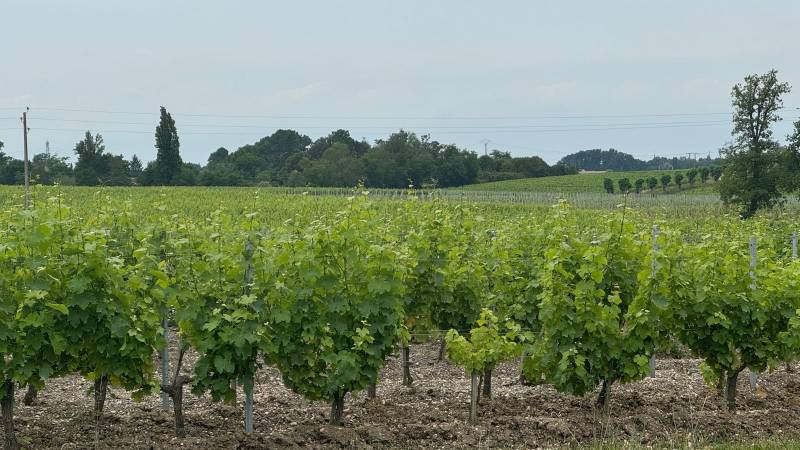 Randonnée : Boucle des vignes
