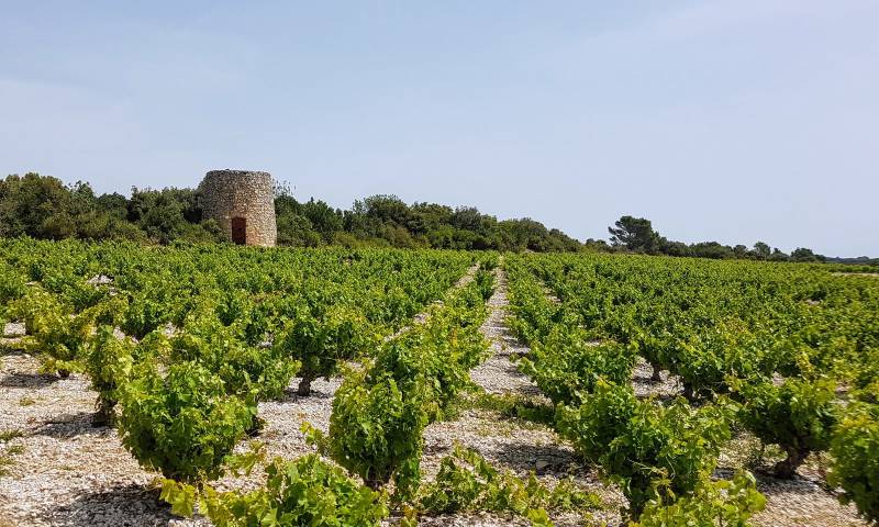 Randonnée : BOUCLE CYCLO N°6 - LE VIGNOBLE DU MINERVOIS ET DU SAINT-CHINIAN