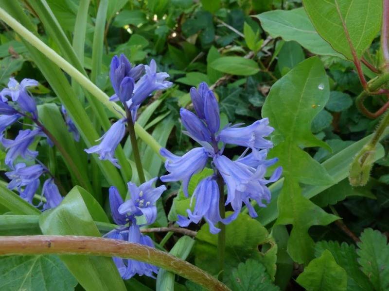 Randonnée : Mon Herbier Châtillonnais : Châtillon-sur-Indre, la flore du canal