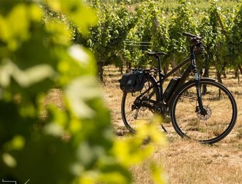 Randonnée : Vignoble et forêt à VTT