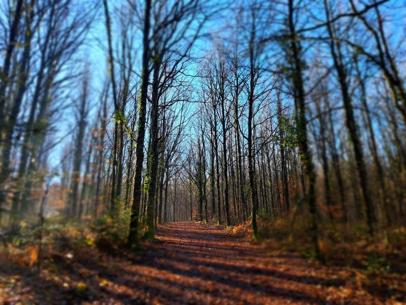 Randonnée : Forêt Domaniale - Saint-Sornin-Lavolps