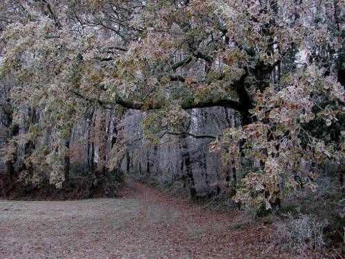 Randonnée : Saint-Léger, entre bois, vignes et vergers de pruniers
