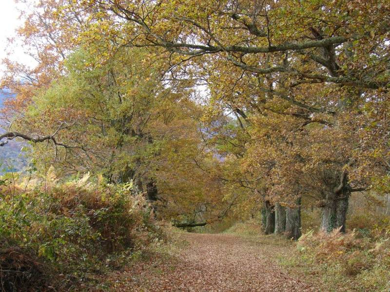 Randonnée : Les chênes