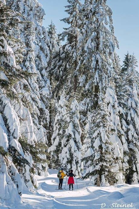 Randonnée : Piste de ski de fond Lièvre