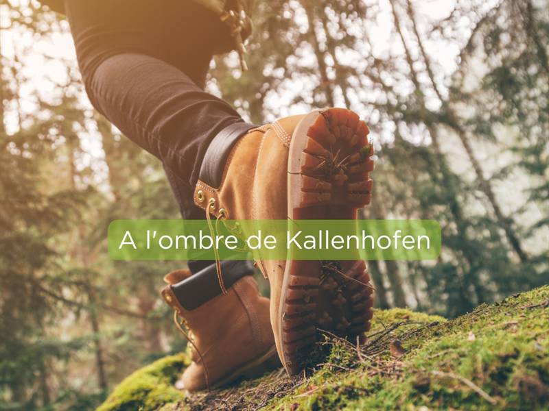 Randonnée : Circuit À l'ombre de Kallenhofen