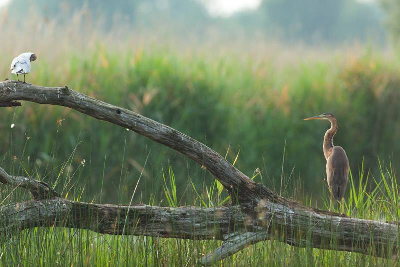 Randonnée : Randonnée en itinérance - Grande Brenne, entre étangs et forêt