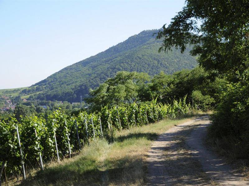 Randonnée : Sentier viticole de Scherwiller