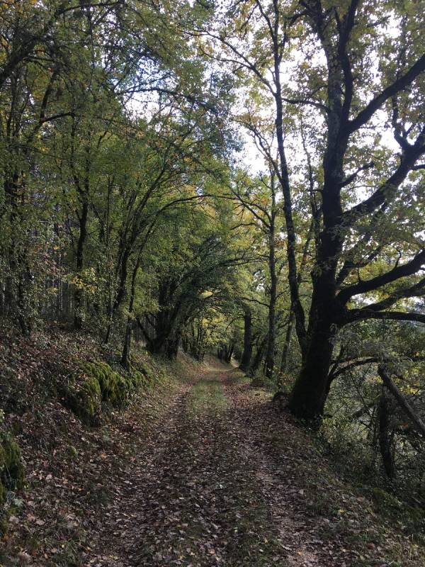 Randonnée : Boucle du Coustal à St Julien de Lampon