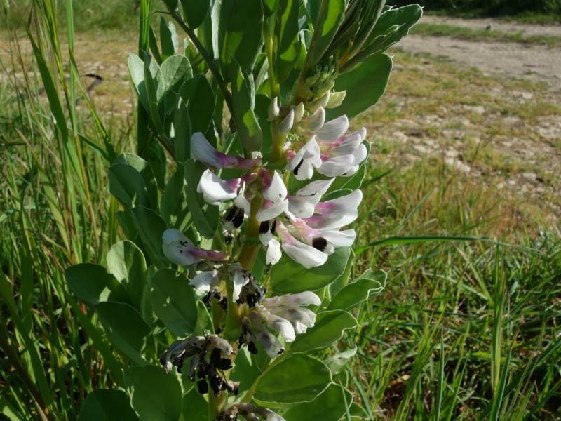 Randonnée : Mon Herbier Châtillonnais : Clion-sur-Indre, flore des bouchures et des chemins de campagnes