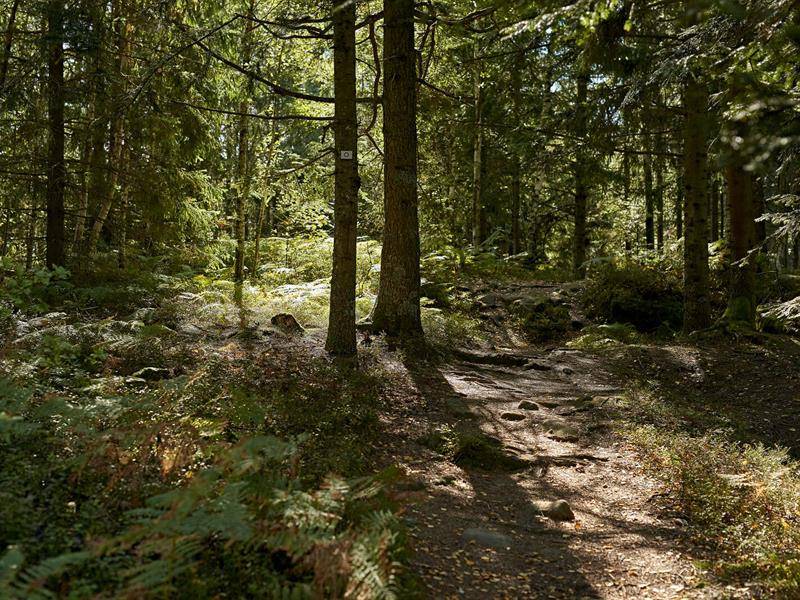 Randonnée : Circuit rando C30 : Entre Rothau et le Château de Salm