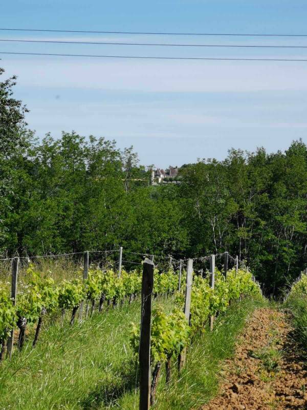 Randonnée : Boucle des coteaux de Castillon-la-Bataille