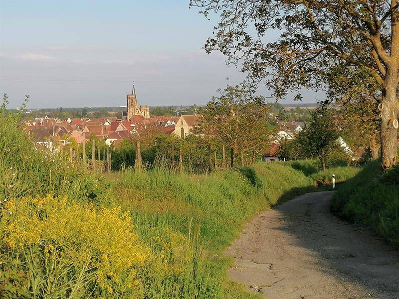 Randonnée : La promenade du Grand Cru Vorbourg