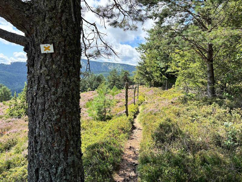 Randonnée : Circuit rando - le Surcenord par Gazon l'Hôte