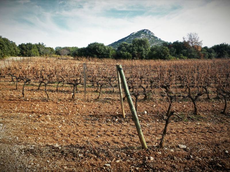 Illustration : Le vignoble aixois, le vignoble des bastides - Un week-end à la montagne de la Vautubière