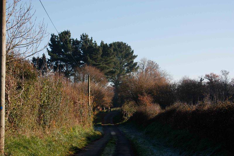 Illustration : Promenade du CAUE "des arbres conteurs"