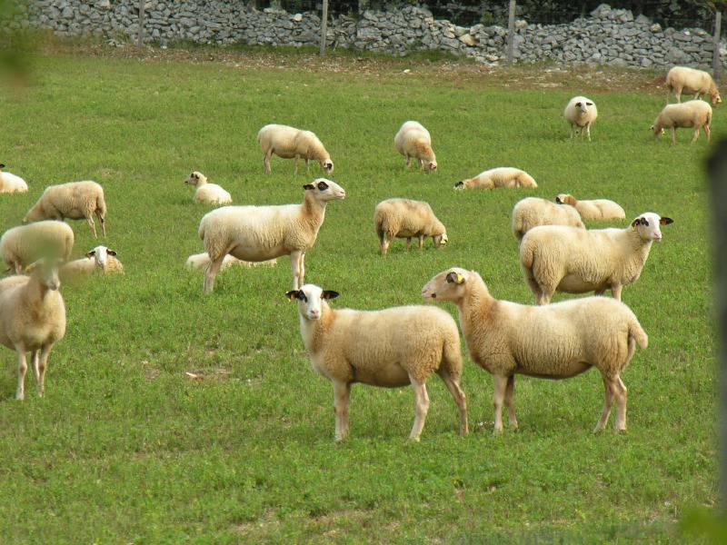 Randonnée : Entre Pechs et Combels