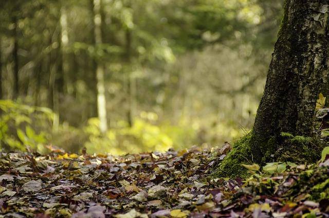 Randonnée : Sentier de la forêt des Monts