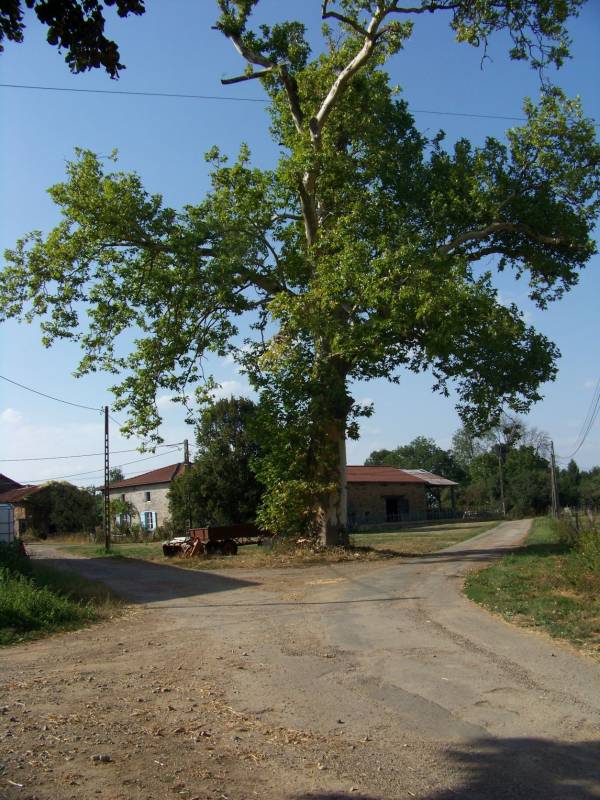 Randonnée : Circuit Les hauts de Beynac