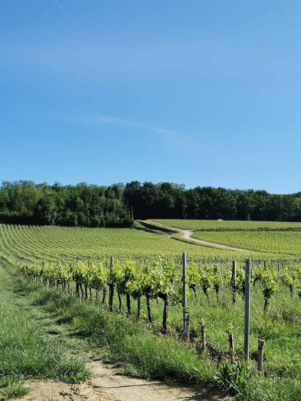Randonnée : Boucle des coteaux Castillonnais