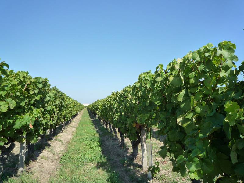 Randonnée : Boucle de la Fontaine - Saint Laurent des Vignes