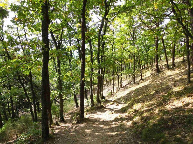 Randonnée : Circuit de l'Ortenbourg et du Ramstein depuis la Hühnelmühle