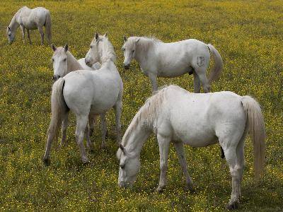 Randonnée : Le Sambuc : Le cheval, la Camargue et le riz