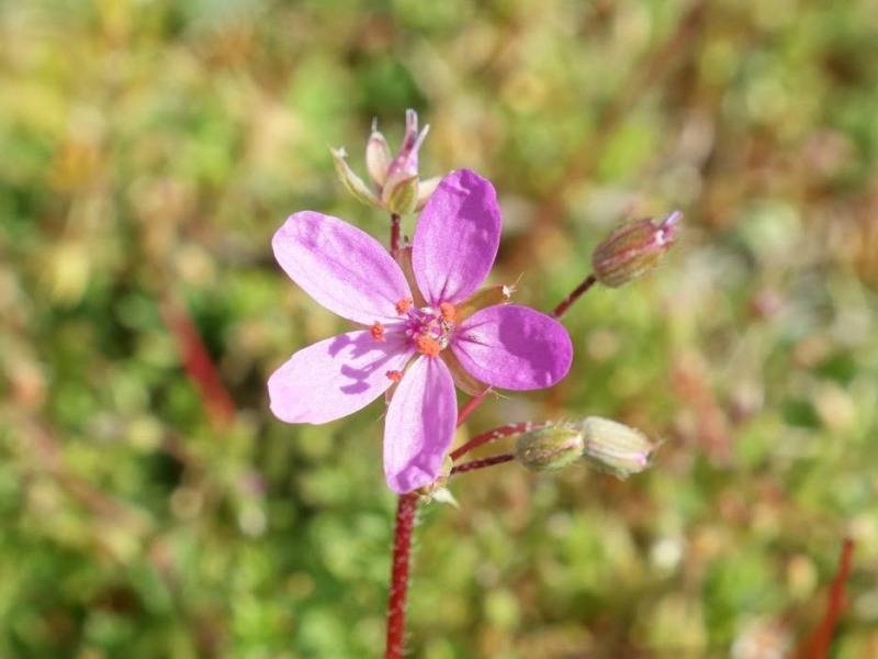 Randonnée : Mon Herbier Châtillonnais : Châtillon-sur-Indre, flore des chemins de campagnes et des prés