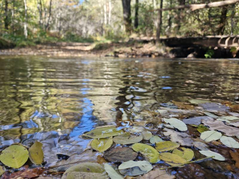 Randonnée : La randonnée de la forêt