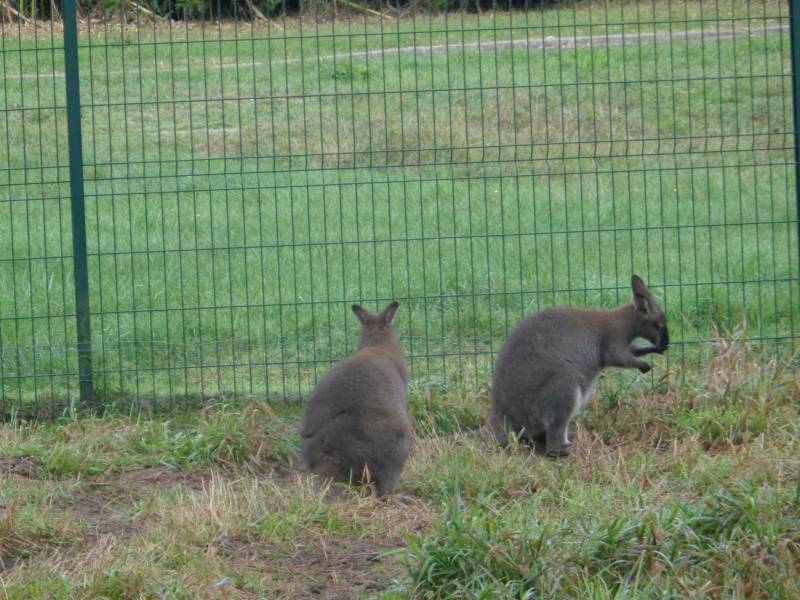 Randonnée : Balade à roulettes : Le parc Canivenc ou Moulineau - Impraticable