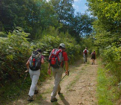 Randonnée : Balade en forêt des loges
