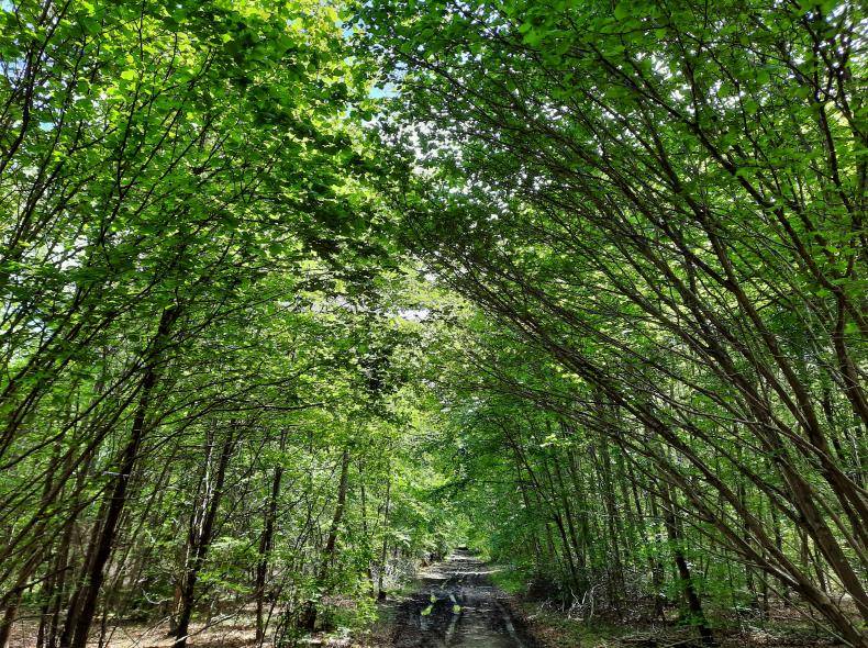 Randonnée : Le sentier forestier de Froidmont