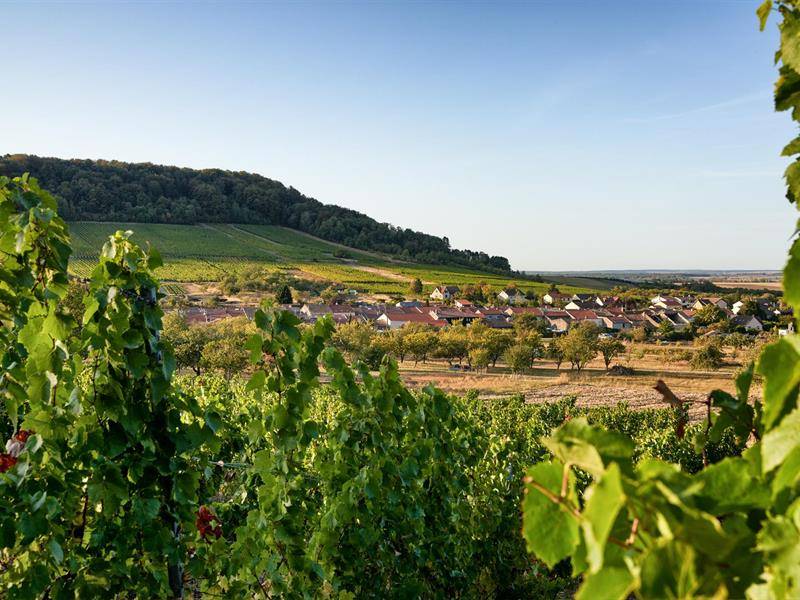 Randonnée : Circuit des Vignes