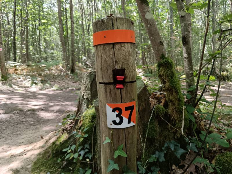Randonnée : Parcours d'orientation permanent en Forêt des Loges