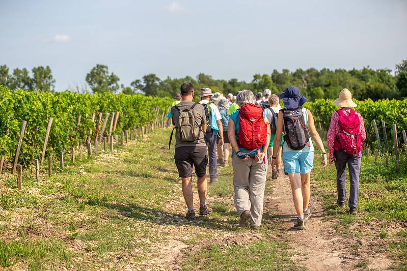 Randonnée : De l'estuaire à la vigne : Boucle de Saint-Julien-Beychevelle